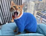 Sweaters for Kittens | Hand-knitted Coral Fleece Sweater