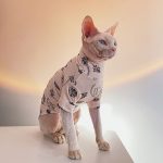 猫用タトゥーシャツ-スフィンクス、タトゥーシャツを着用
