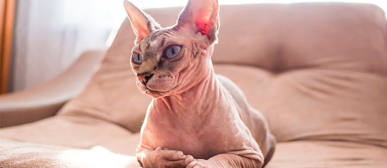 are hairless cats hypoallergenic