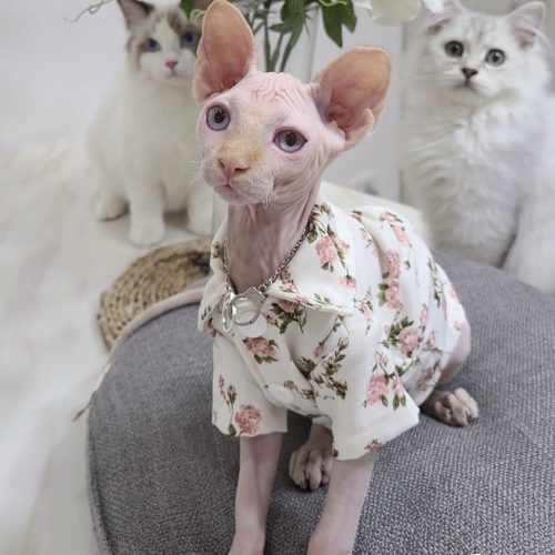 Hemden für Katzen | Erfahren Sie mehr über Hemden für Sphynx Katzen von YESWARMG