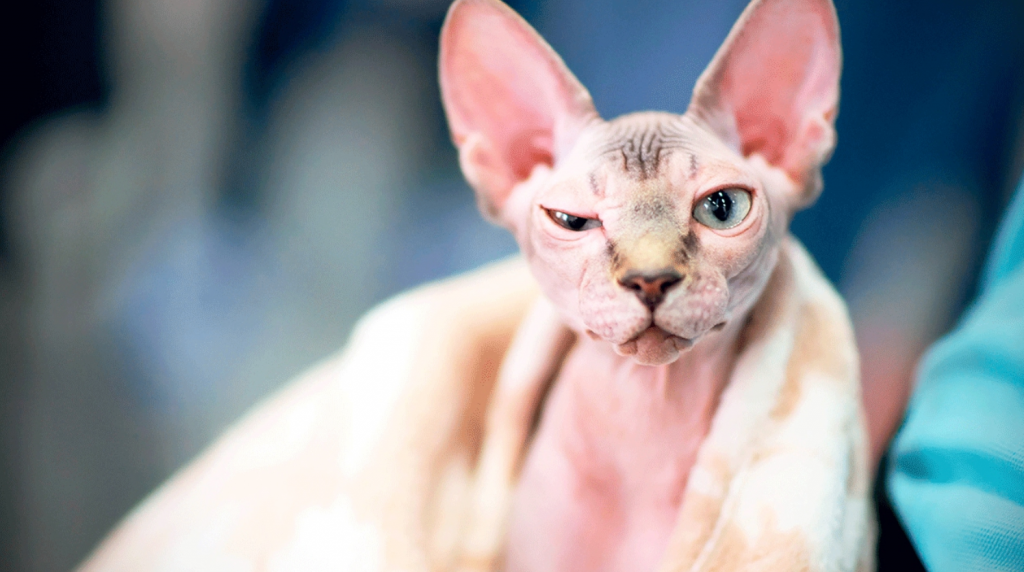 are hairless cats hypoallergenic