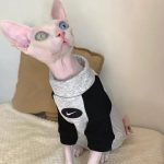 Hemden für Katzen | Erfahren Sie mehr über Hemden für Sphynx Katzen von YESWARMG