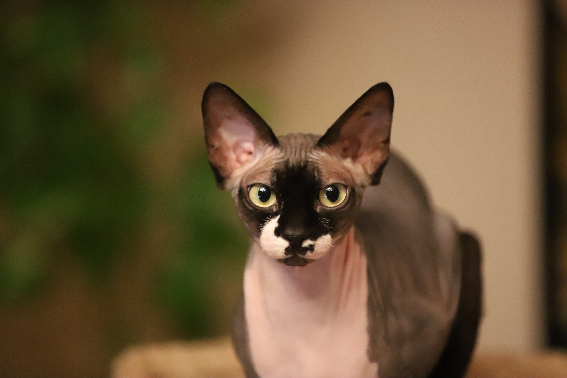 Are-hairless-cats-hypoallergenic