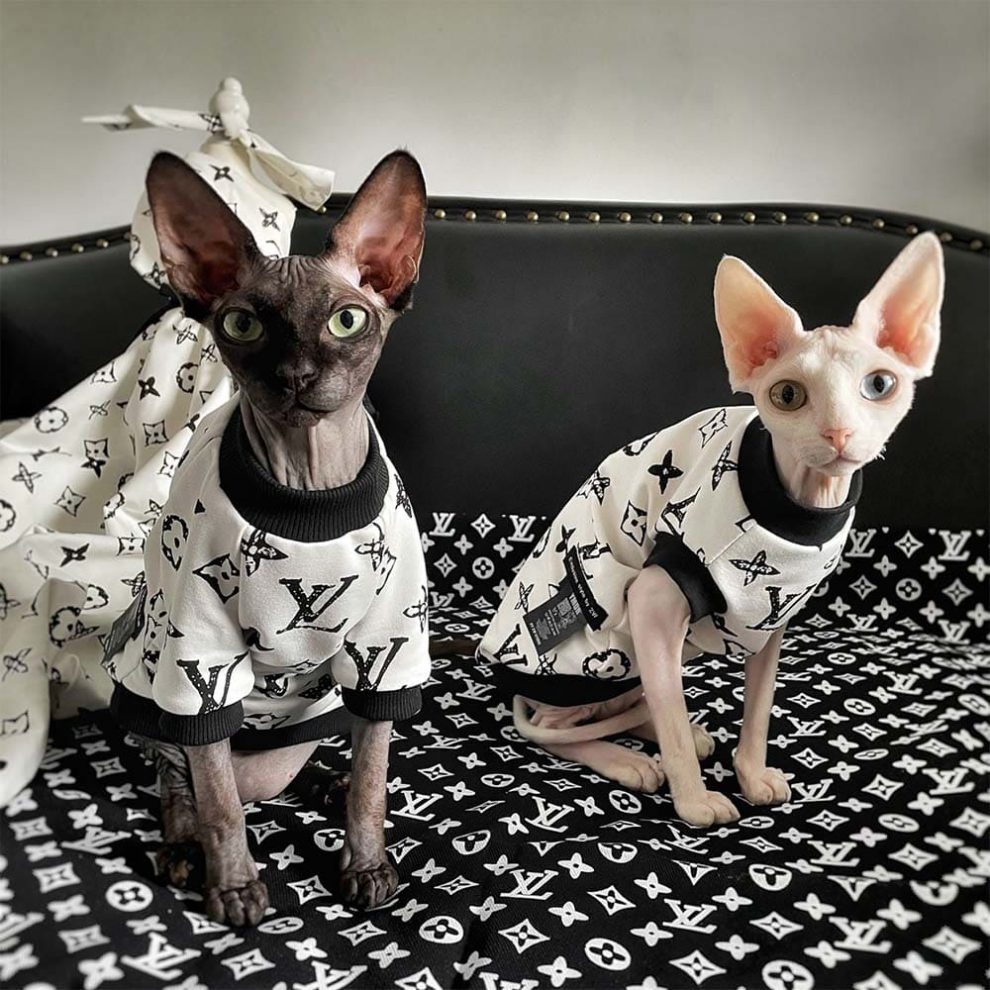 Kitten Outfits for Cats Cute Pink Bunny Outfit, Clothes for a Sphynx Cat