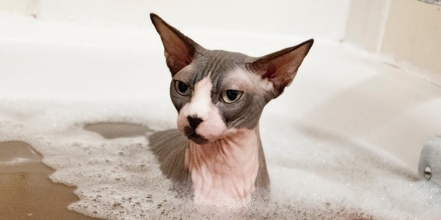 are hairless cats hypoallergenic
