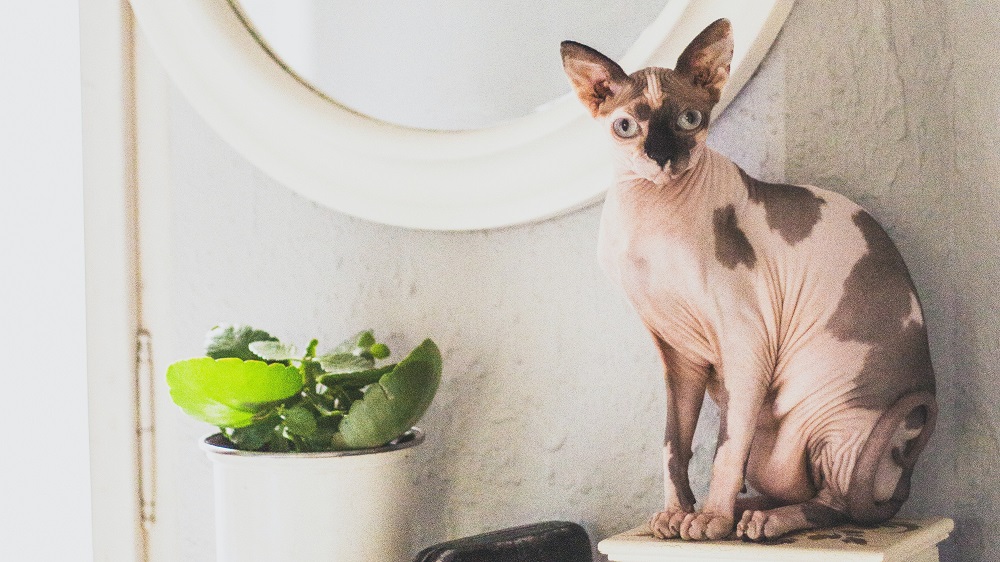 How to care for Sphynx?​
