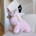 Kitten Outfits for Cats | Cute Pink Bunny Outfit, Clothes for a Sphynx Cat