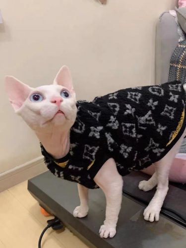 Sweater for Kitten | Louis Vuitton Vest for Sphynx, Lamb Fleece