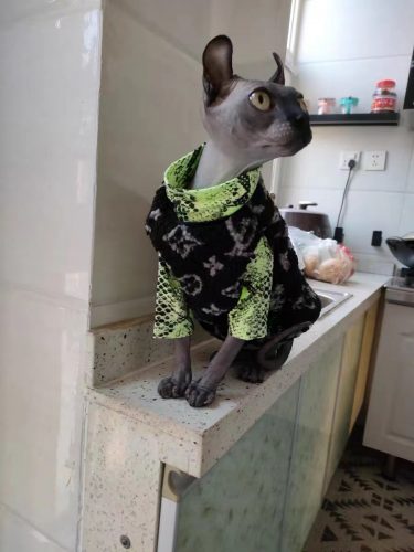 Свитер для котенка-жилет "Louis Vuitton" для сфинкса фото обзор
