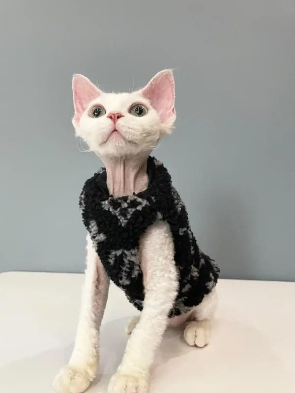 Pullover für Kätzchen-Louis Vuitton Weste für Sphynx