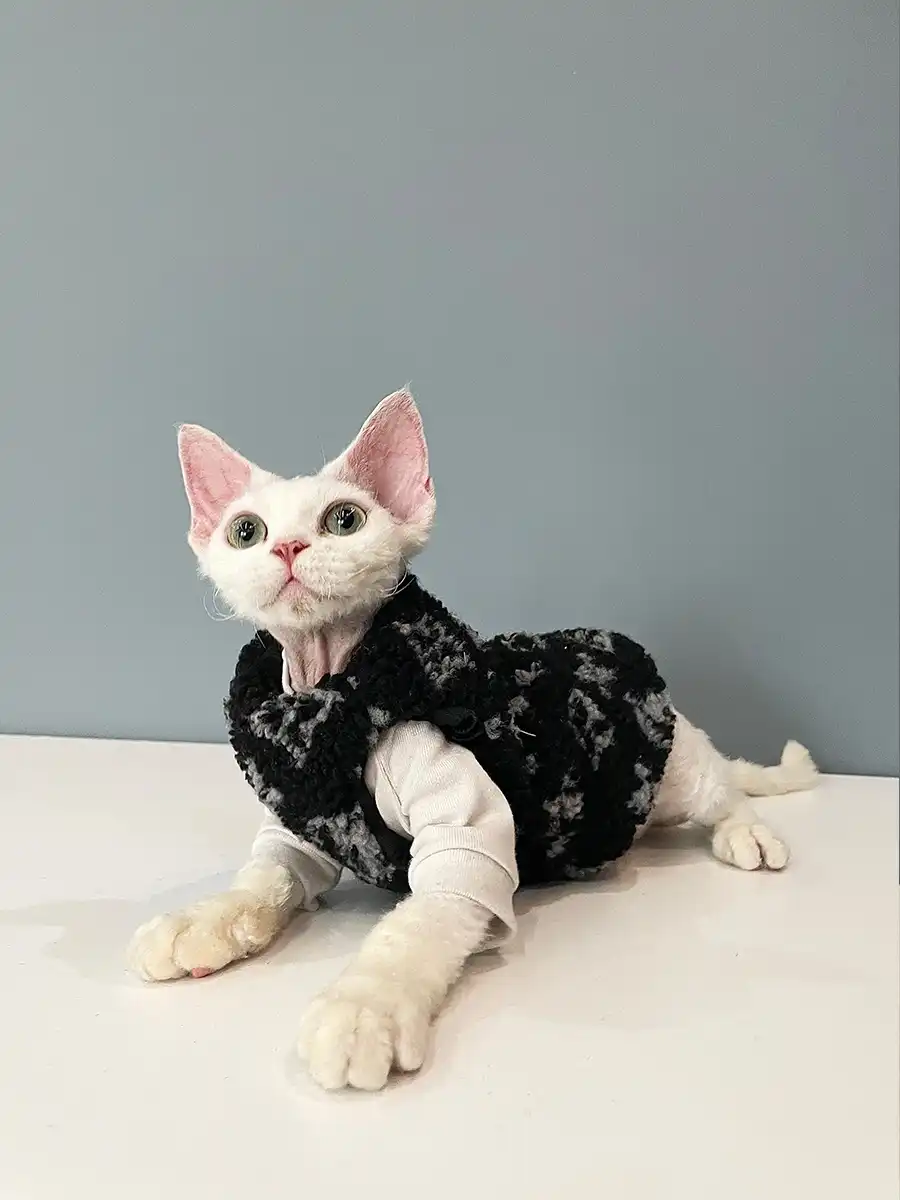 Pullover für Kätzchen-Louis Vuitton Weste für Sphynx