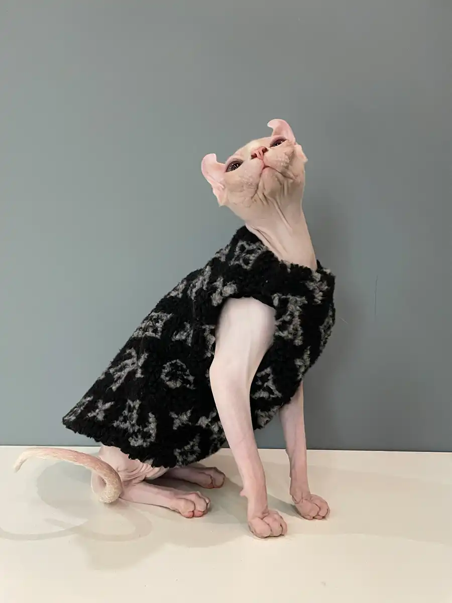 Maglione per il gattino-Gilet Louis Vuitton per lo sphynx