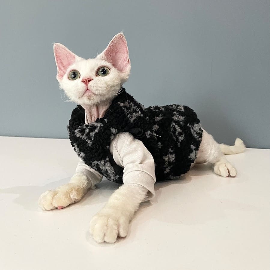 Sweater for Kitten | "Louis Vuitton" Vest for Sphynx, Lamb Fleece 😸