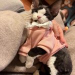 Vestuário para Gatos a Usar - "Love My Kitten Baby Every Day" Revisão fotográfica do Hoodie