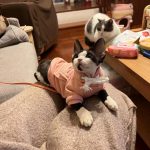 Vêtements à porter par les chats - Sweat à capuche "Love My Kitten Baby Every Day" photo review