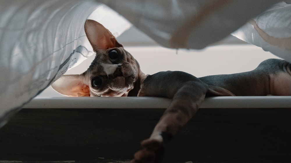 Getting to know Sphynx