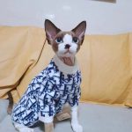 Hairless Cats Sweater-"Dior" Classic Sweater photo review