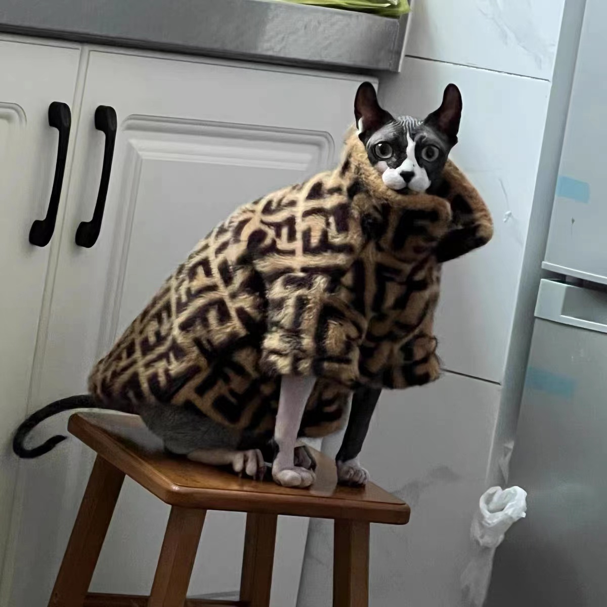 Sphynx Cat Fur Coat Sphynx Fendi Coat, Fendi Coat for Cats