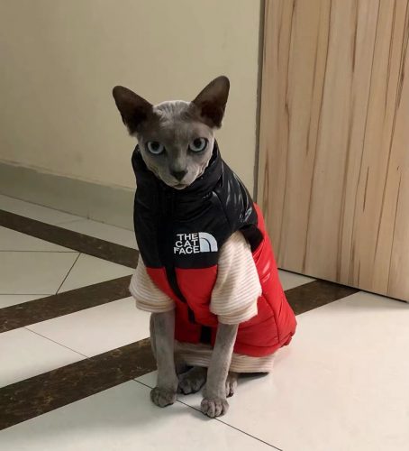 Sphynx Cats Clothes-TNF Sphynx Warm Coat photo review