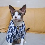 Hairless Cats Sweater-"Dior" Classic Sweater photo review