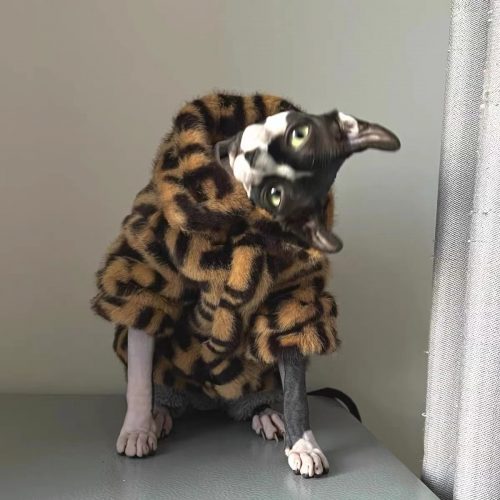 Sphynx Cat Fur Coat-Sphynx Fendi Coat photo review