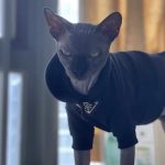 Kitty Clothes-Sphynx "PRADA" Hoodie photo review