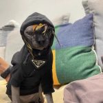 Sphynx "PRADA" Turtleneck T-shirt photo review