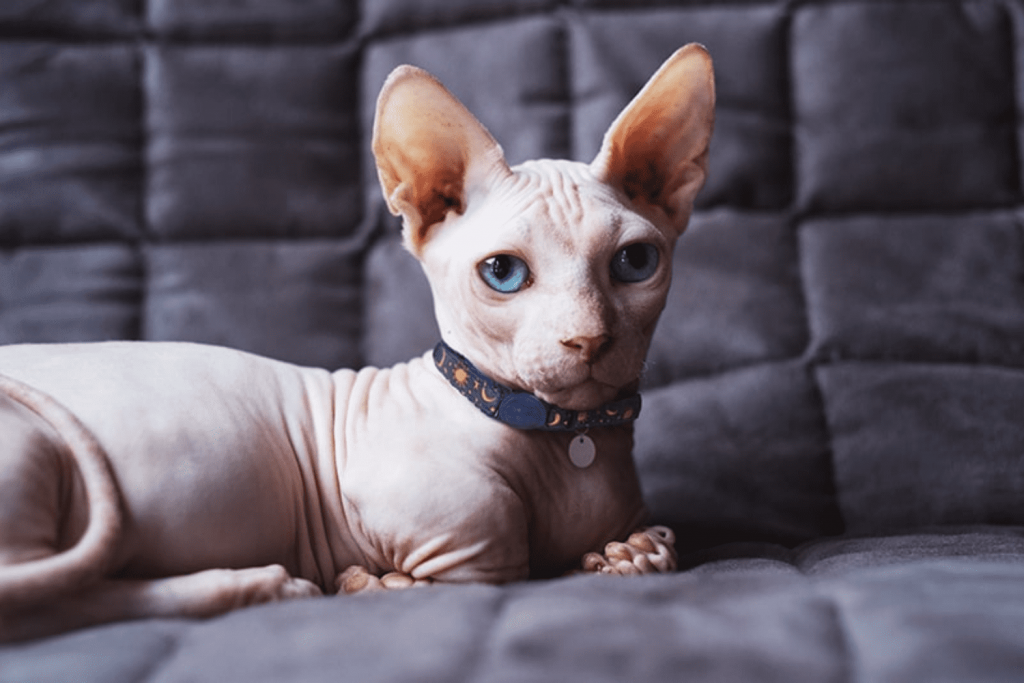 A Couple of Points You'll Love about Sphynx Cats.