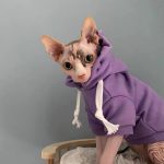 Hoodies for Cats | Cat Hoodie with Flower Hat for Sphynx Cat