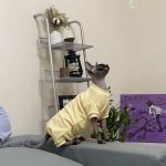 Cat Costumes for Pets-yellow