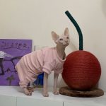 Cat Costumes for Pets-pink