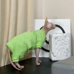 Cat Costumes for Pets-green