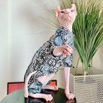 Kleidung für Katzen zum Tragen | Coolstes Tattoo-Shirt für haarlose Katze
