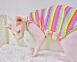 Cute Kitten Clothes-Rainbow Camisole