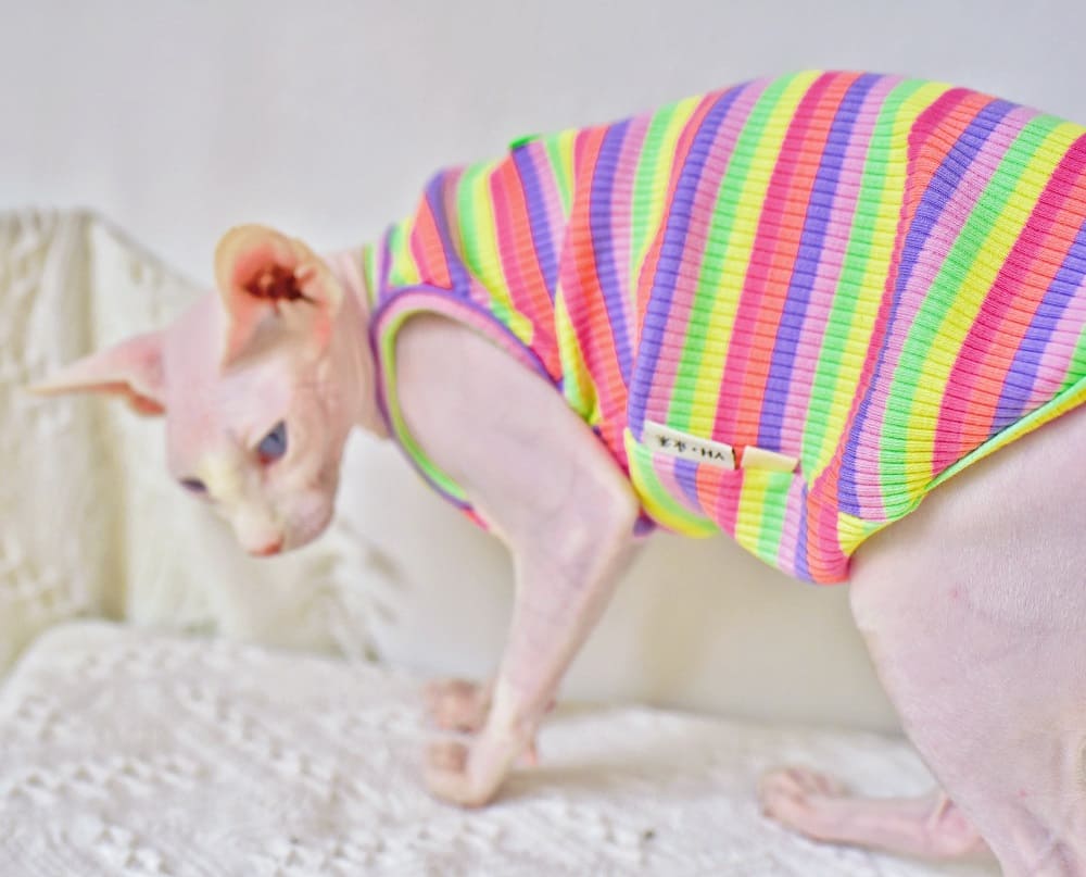 Cute Kitten Clothes Colorful Rainbow Camisole for Sphynx Cat 😺
