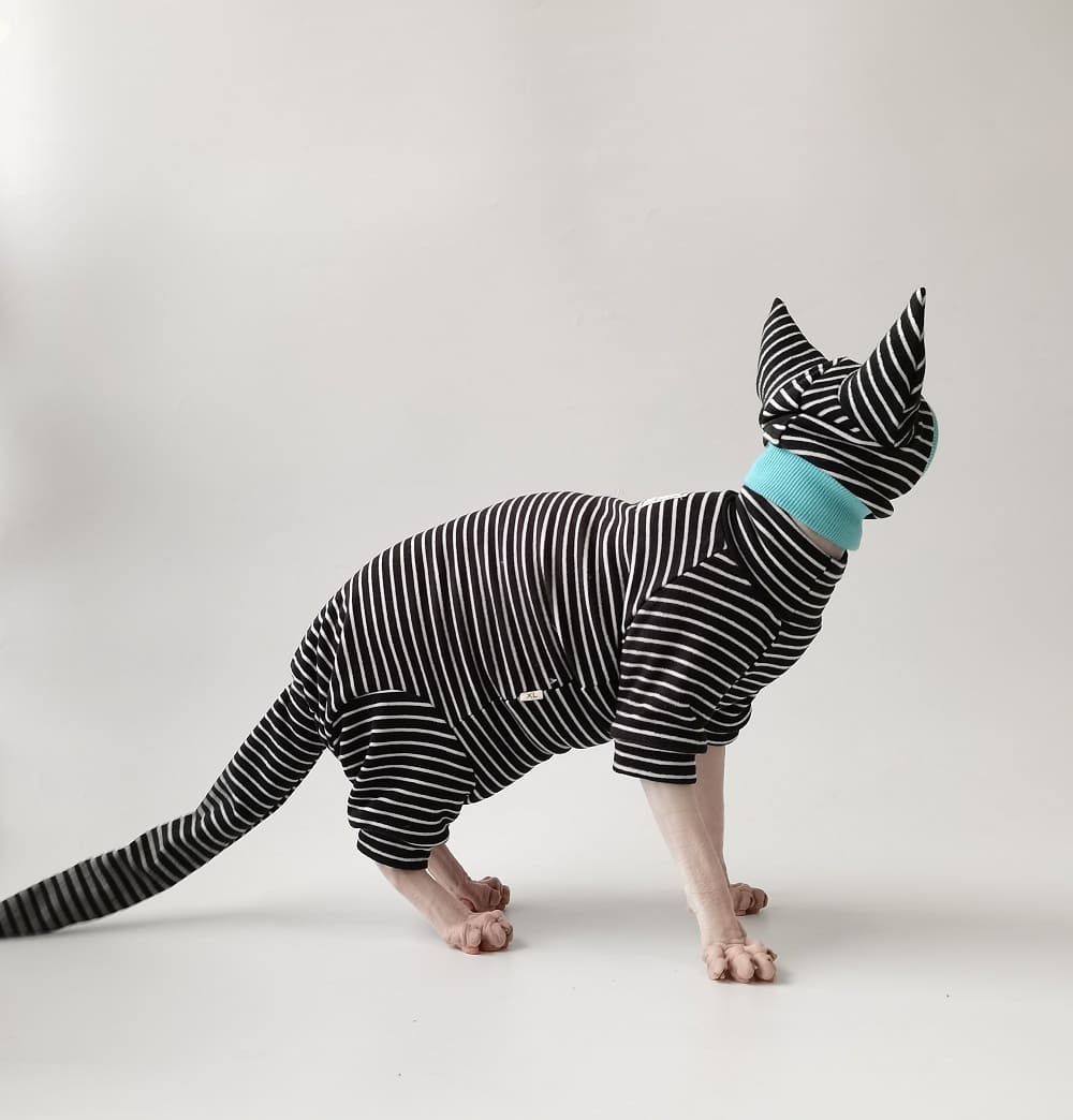 Sphynx Cat Clothes Outfits, Sphynx Cat Wearing Clothes