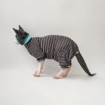 Ropa de rayas blancas y negras para gatos Sphynx