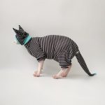 Cute Kitty Outfits | Black and White Stripes Clothes for Sphynx Cats