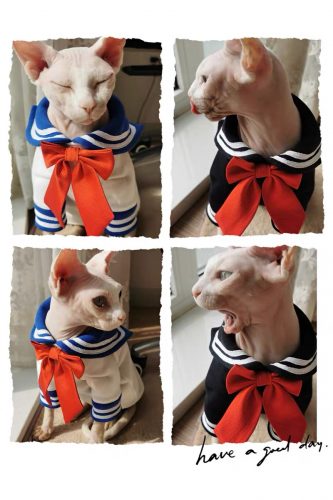 Kitty Kostüme für Katzen-Sailor Moon Kostüm Fotoreview