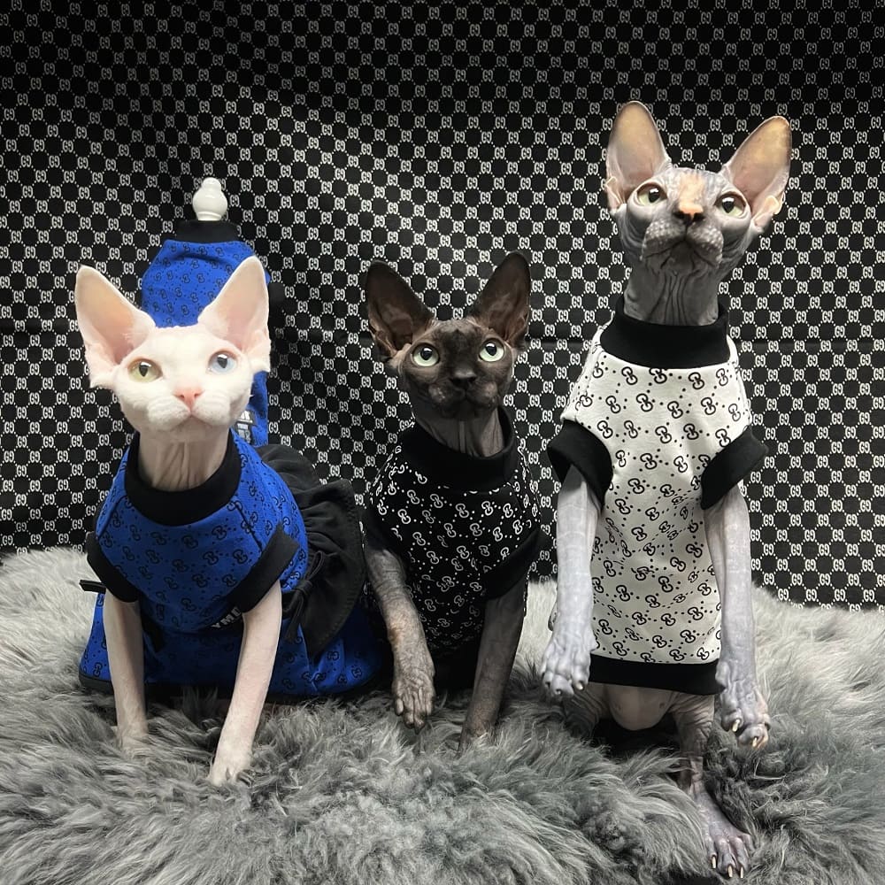 Designer Cat Sweater  LV Sweater for Sphynx, Designer Sweater