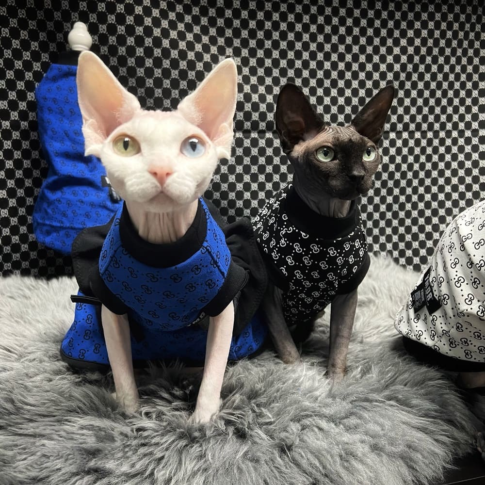 Louis Vuitton Cat Shirt Get - Yeswarmg sphynx clothes