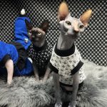 Designer Sphynx Clothes | Gucci Shirt, Dress for Sphynx, Luxury Shirt