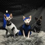 Designer Sphynx Clothes | Gucci Shirt, Dress for Sphynx, Luxury Shirt