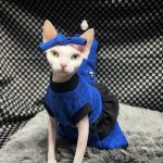 Designer Sphynx Clothes | Gucci Shirt, Dress for Sphynx, Luxury Shirt