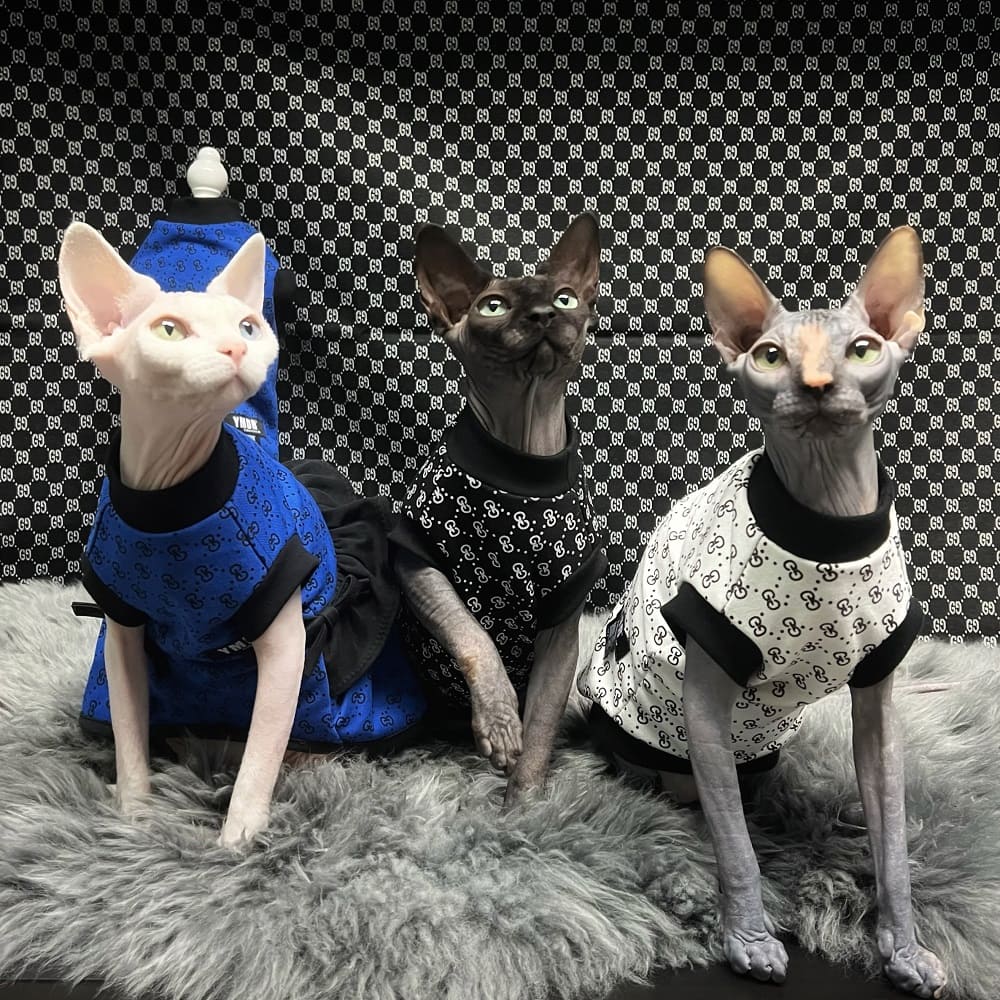 Gucci Cat Clothes  Luxury Gucci Coat for Sphynx Hairless Cat ?