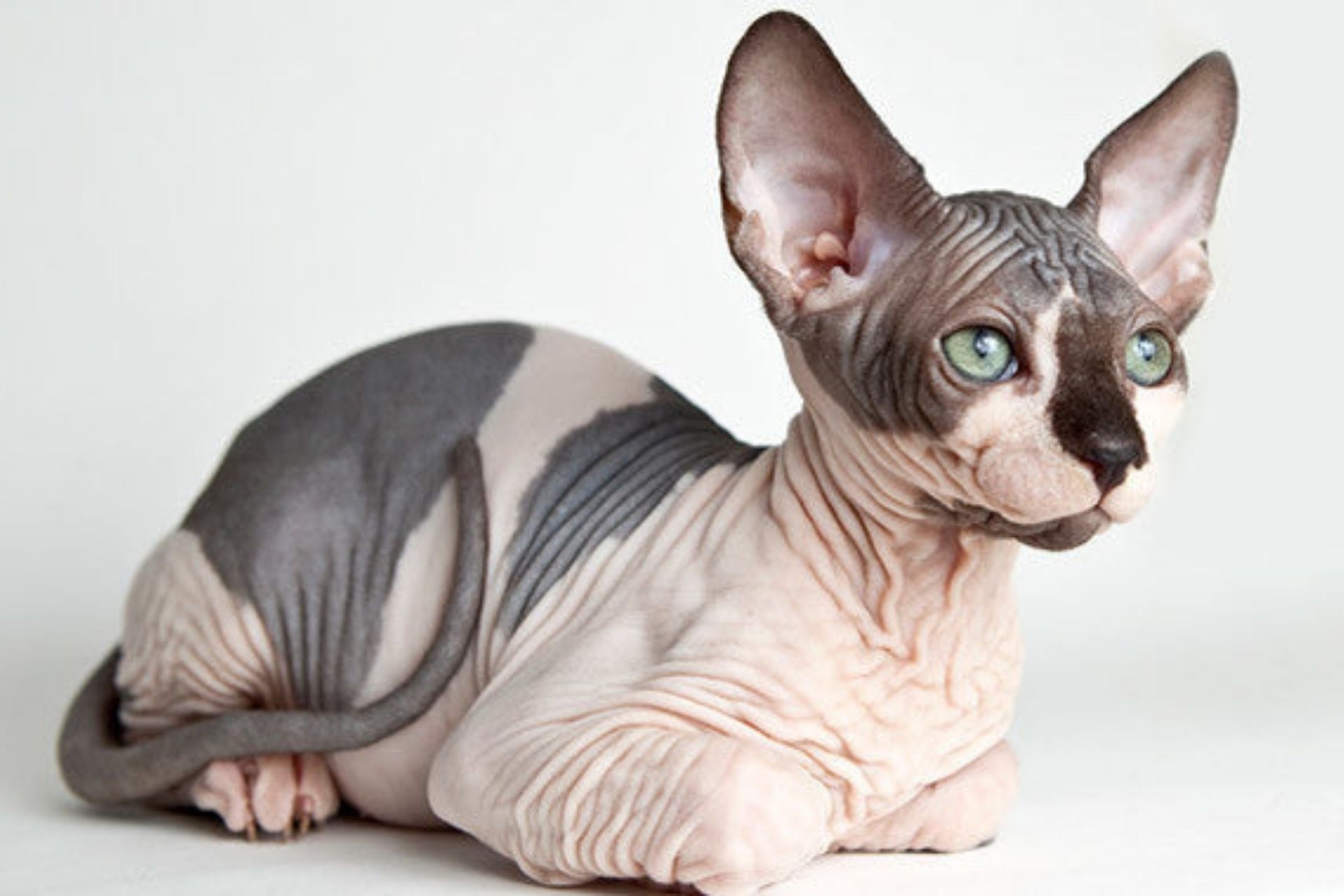 Do Hairless Cats Get Blackheads?