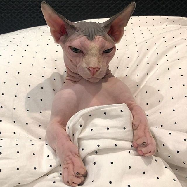 Do Hairless Cats Get Blackheads?