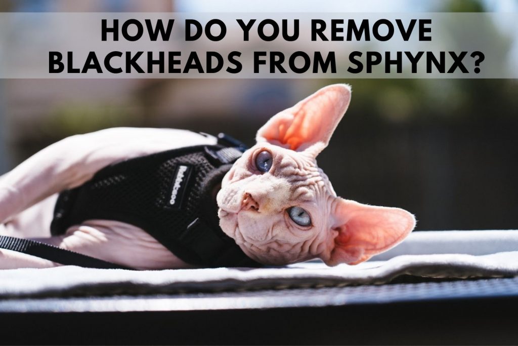 Do Hairless Cats Get Blackheads? 4 Points You Should Know