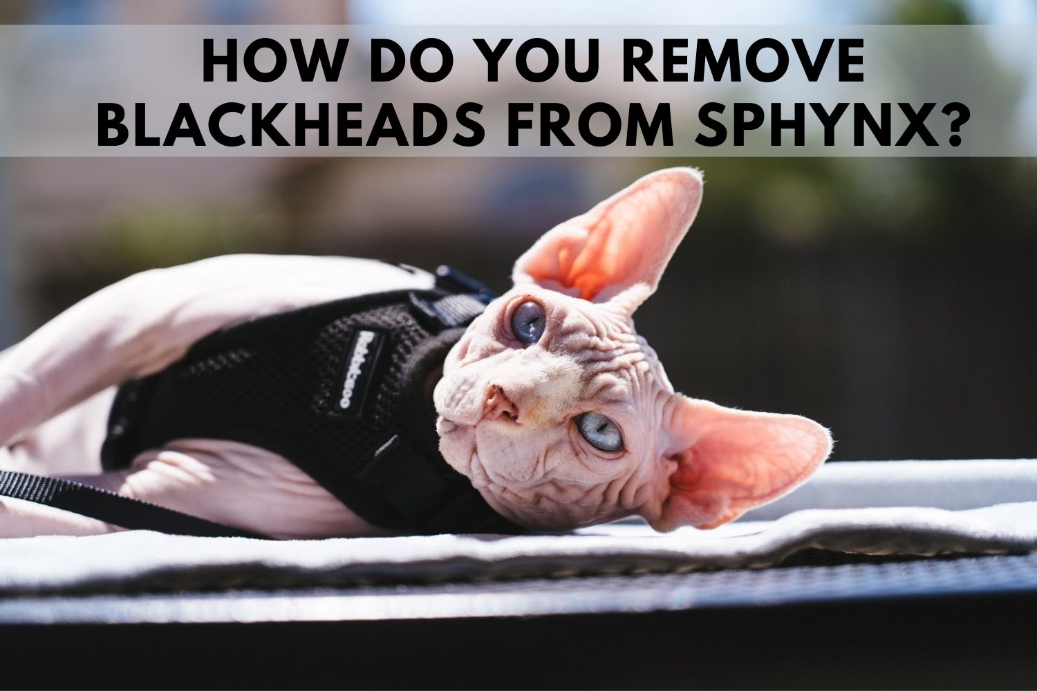 How do you remove blackheads from Sphynx?