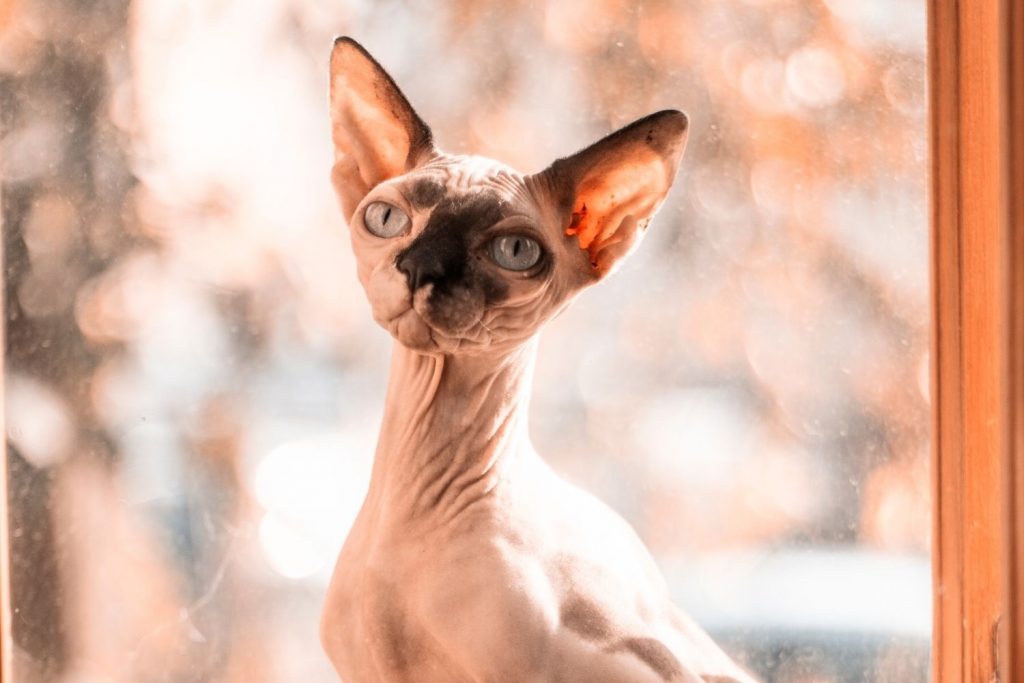 How to Prevent Blackheads on My Sphynx cat?